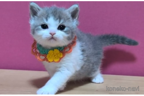 成約済の東京都のスコティッシュフォールド-108538の3枚目